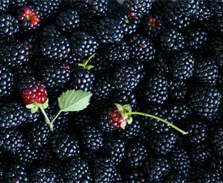 Mulberries