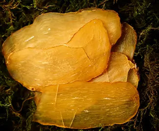 Polygonatum (Huang Jing) 