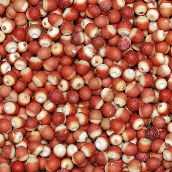 Euryale Seed