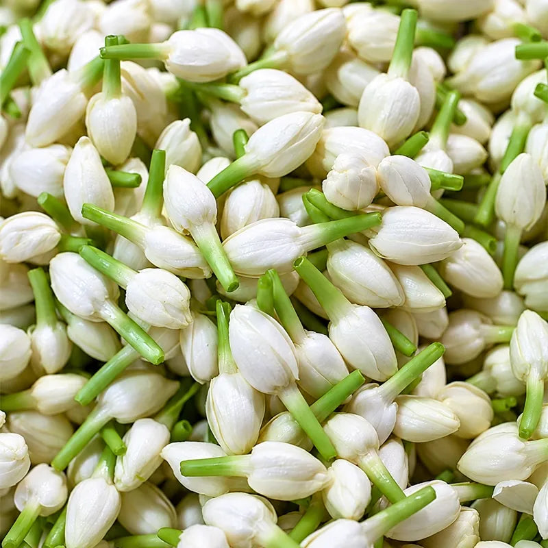 Jasmine flower buds (Mo Li Hua) – LunarSip Chinese herbal tea ingredient
