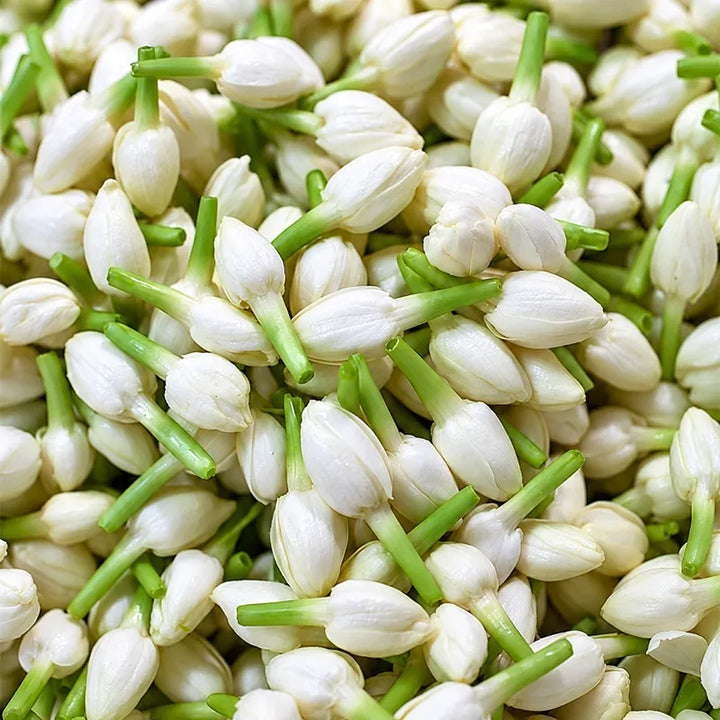 Jasmine
