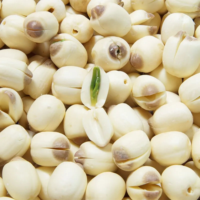 Dried lotus seeds (Lian Zi) – LunarSip Chinese herbal tea ingredient